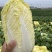大小娃娃菜大量上市欢迎来电采购可视频看货