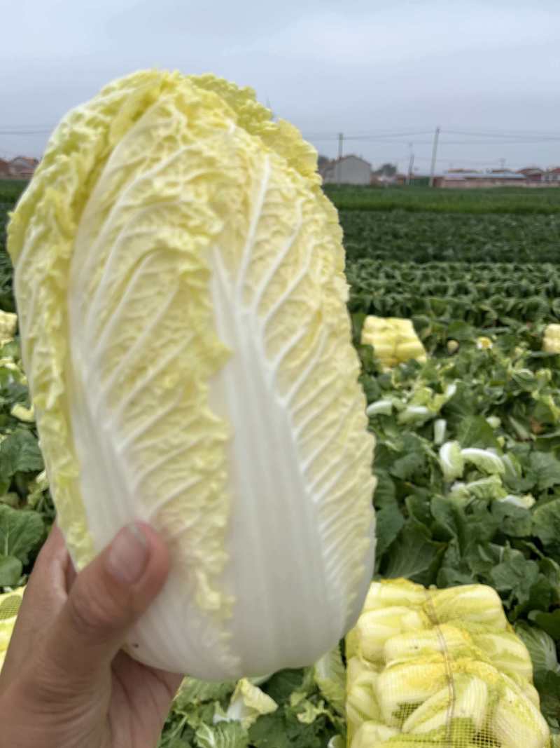 大小娃娃菜大量上市欢迎来电采购可视频看货
