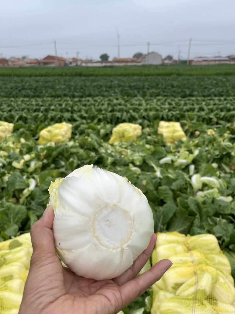 大小娃娃菜大量上市欢迎来电采购可视频看货