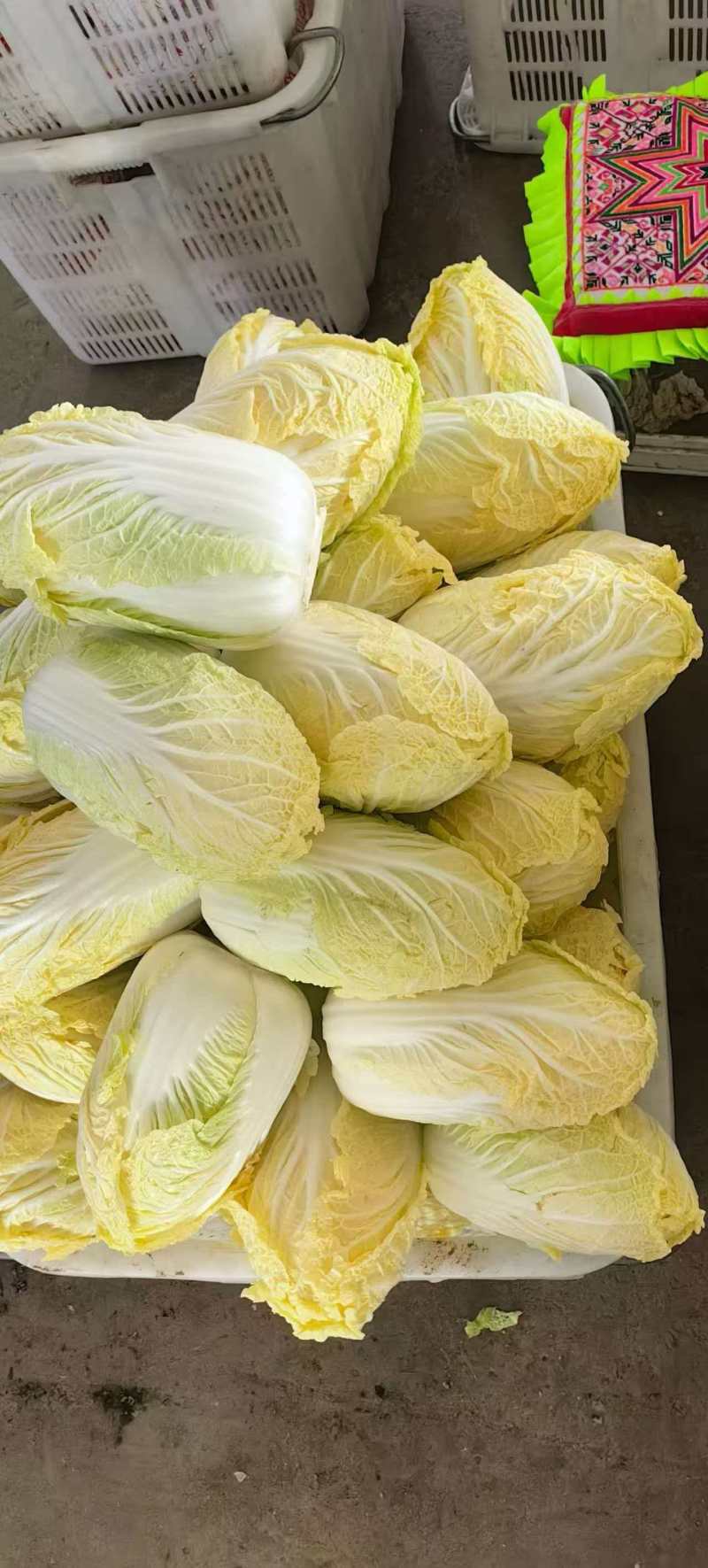 大小娃娃菜大量上市欢迎来电采购可视频看货