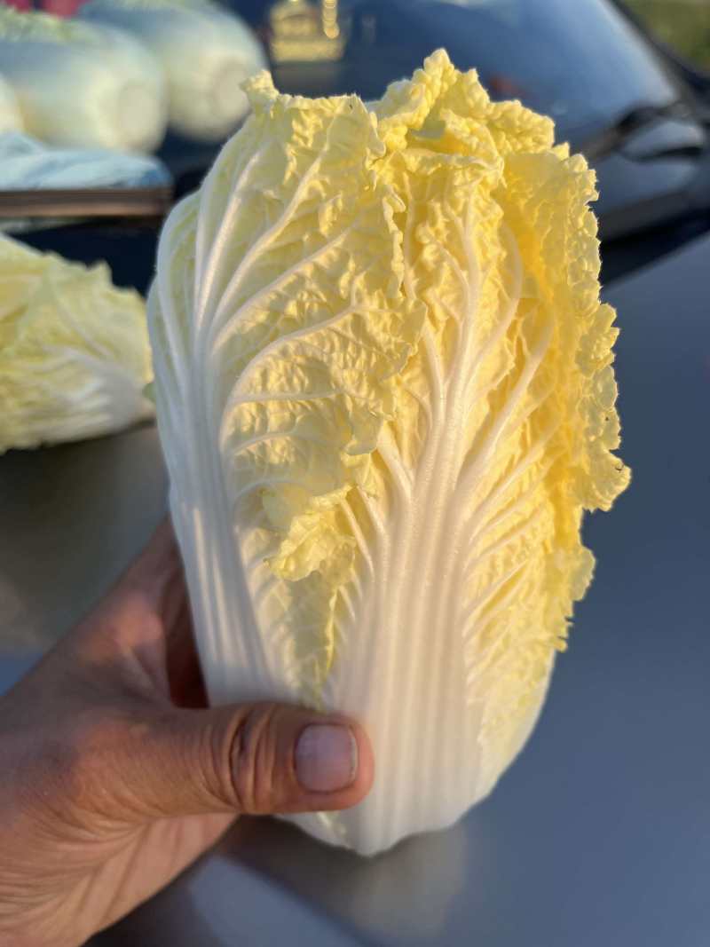 大小娃娃菜大量上市欢迎来电采购可视频看货