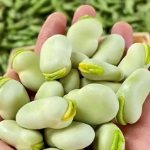 新鲜蚕豆大量上市，个头大，粒粒饱满，品质保障，量大从优