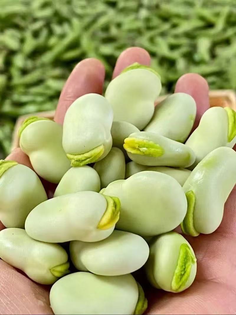 新鲜蚕豆大量上市，个头大，粒粒饱满，品质保障，量大从优