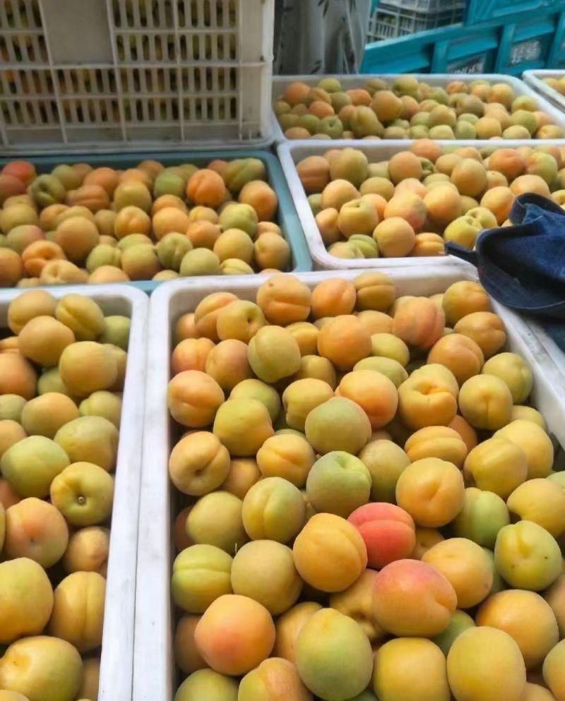 凯特杏精品杏产地直发几十万斤品质保障先到先得物美价廉