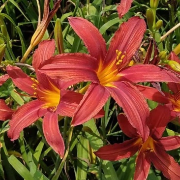 红花萱草，多年生花卉，苗圃直销，耐寒耐旱