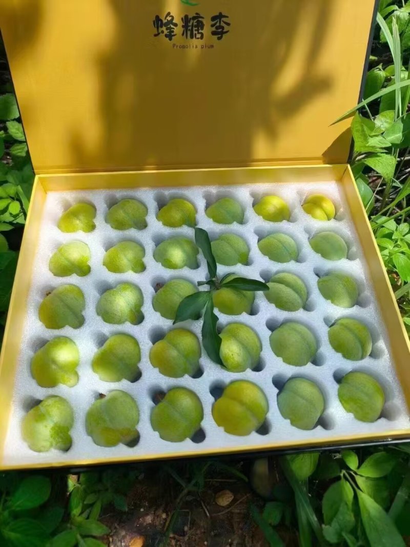 贵州六马蜂糖李