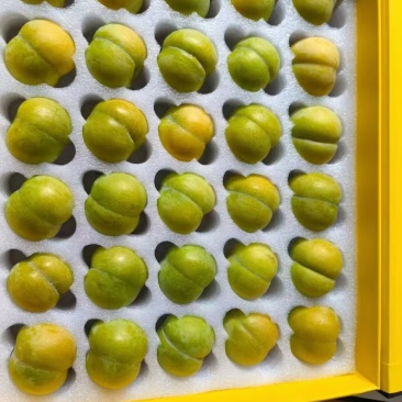贵州六马蜂糖李