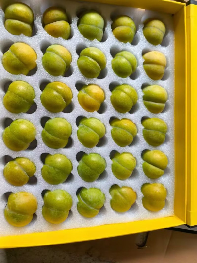 贵州六马蜂糖李
