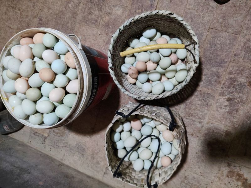 散养粉壳绿壳土鸡蛋