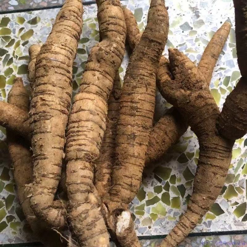 新鲜野生牛大力薯新鲜整根粉质糯甜金钟根煲汤泡酒材料中药材