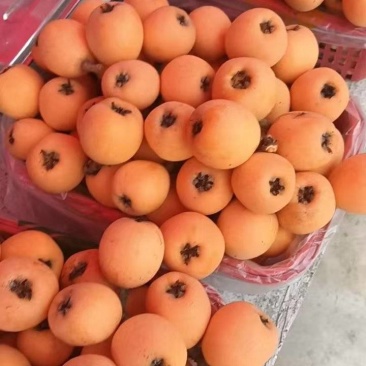 枇杷