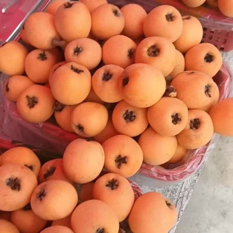 枇杷