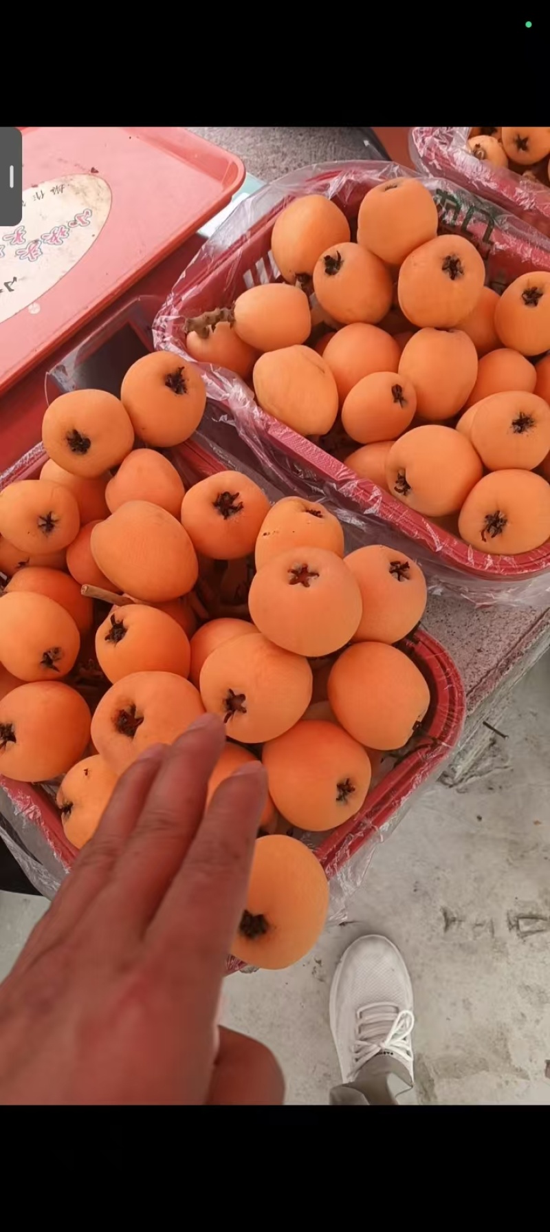 枇杷