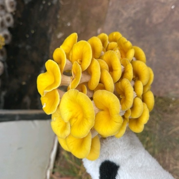 云南榆黄菇大量现货常年供应基地一手货源保证质量