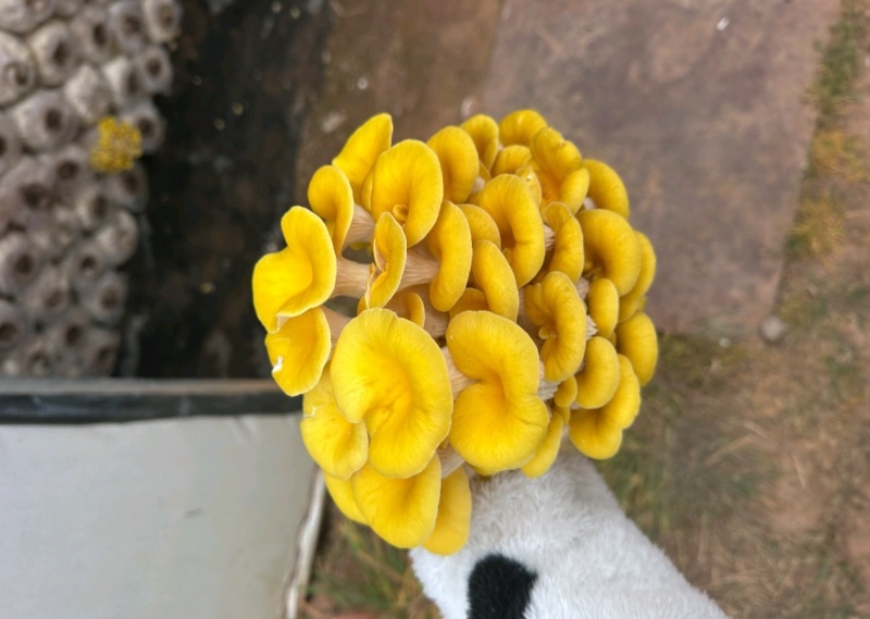 云南榆黄菇大量现货常年供应基地一手货源保证质量