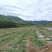 整片村庄种植单叶蔓荆子大批量现货产地一手货源过风车