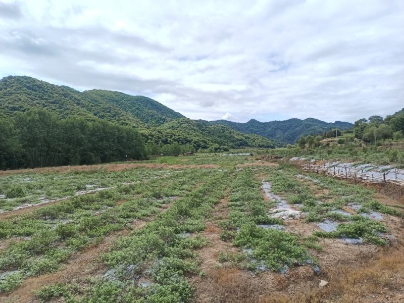 整片村庄种植单叶蔓荆子大批量现货产地一手货源过风车