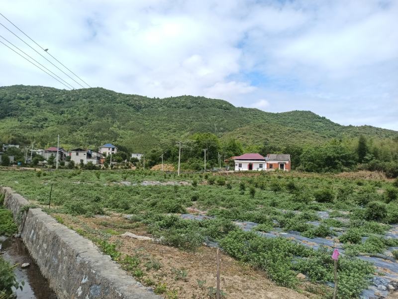 整片村庄种植单叶蔓荆子大批量现货产地一手货源过风车