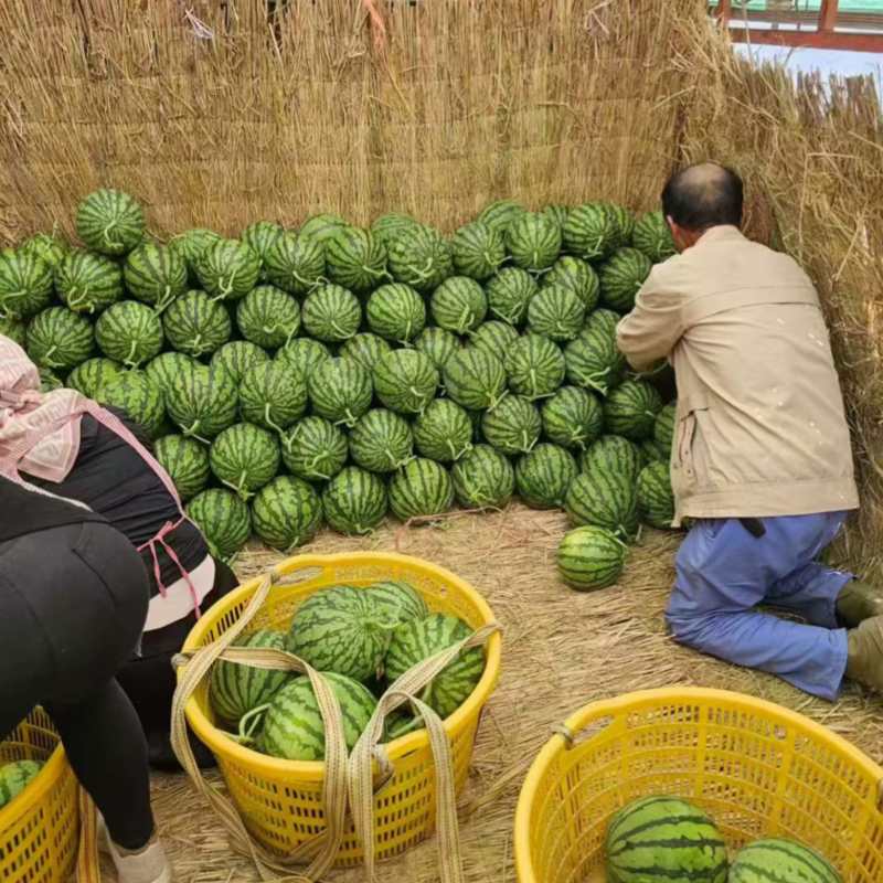 精品东台美都一手货源全国发货量大价优欢迎随时联系