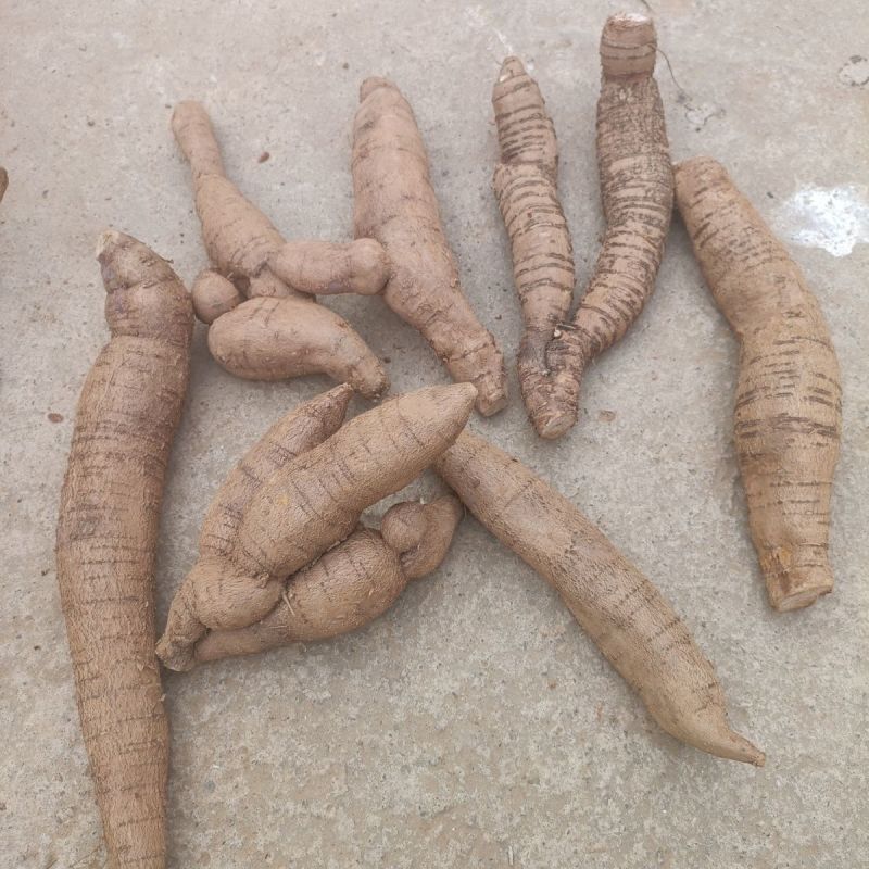 新鲜现挖甘草牛大力大圆牛薯煲汤泡酒牛大力正宗牛大力新鲜现