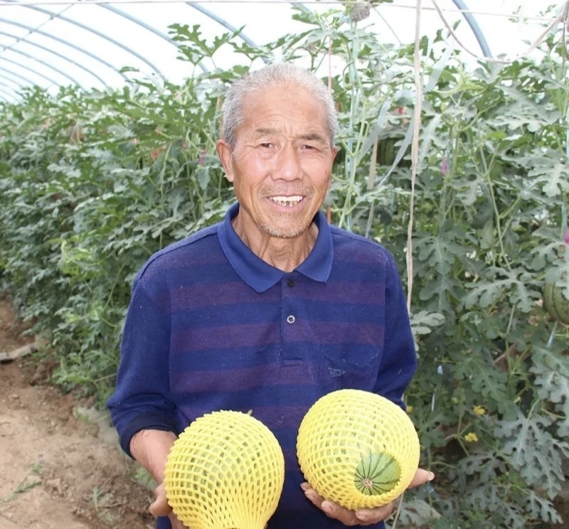吊兰西瓜938小糖丸货源充足全国发货欢迎联系