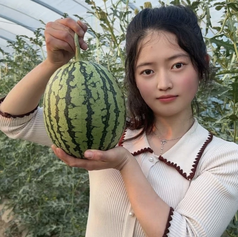 吊兰西瓜938小糖丸货源充足全国发货欢迎联系