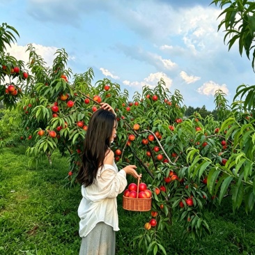 湖北油桃518金雷产地直销可供应批发市场商超