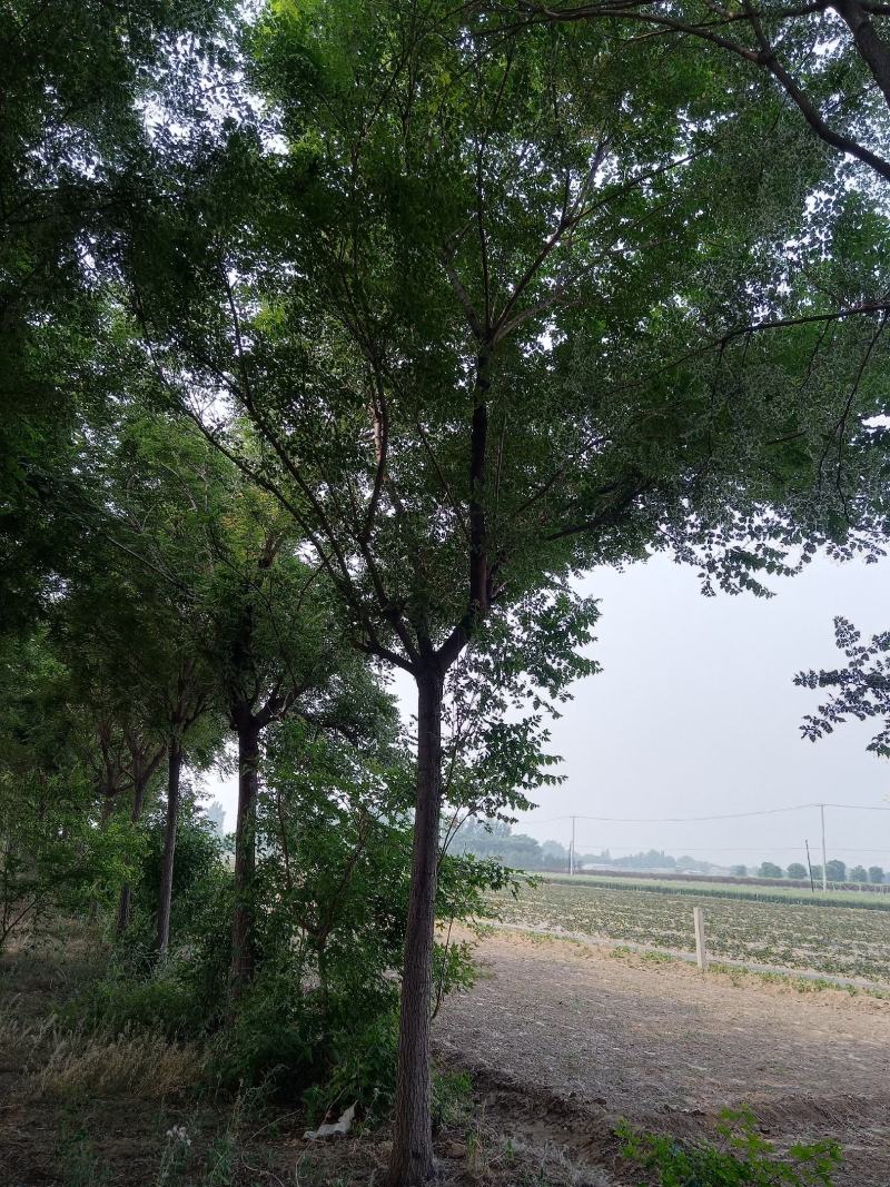 北栾15-18公分