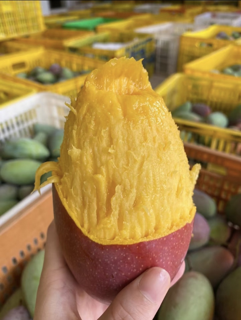 云南贵妃芒果大量上市中产地一手货源芒果充足