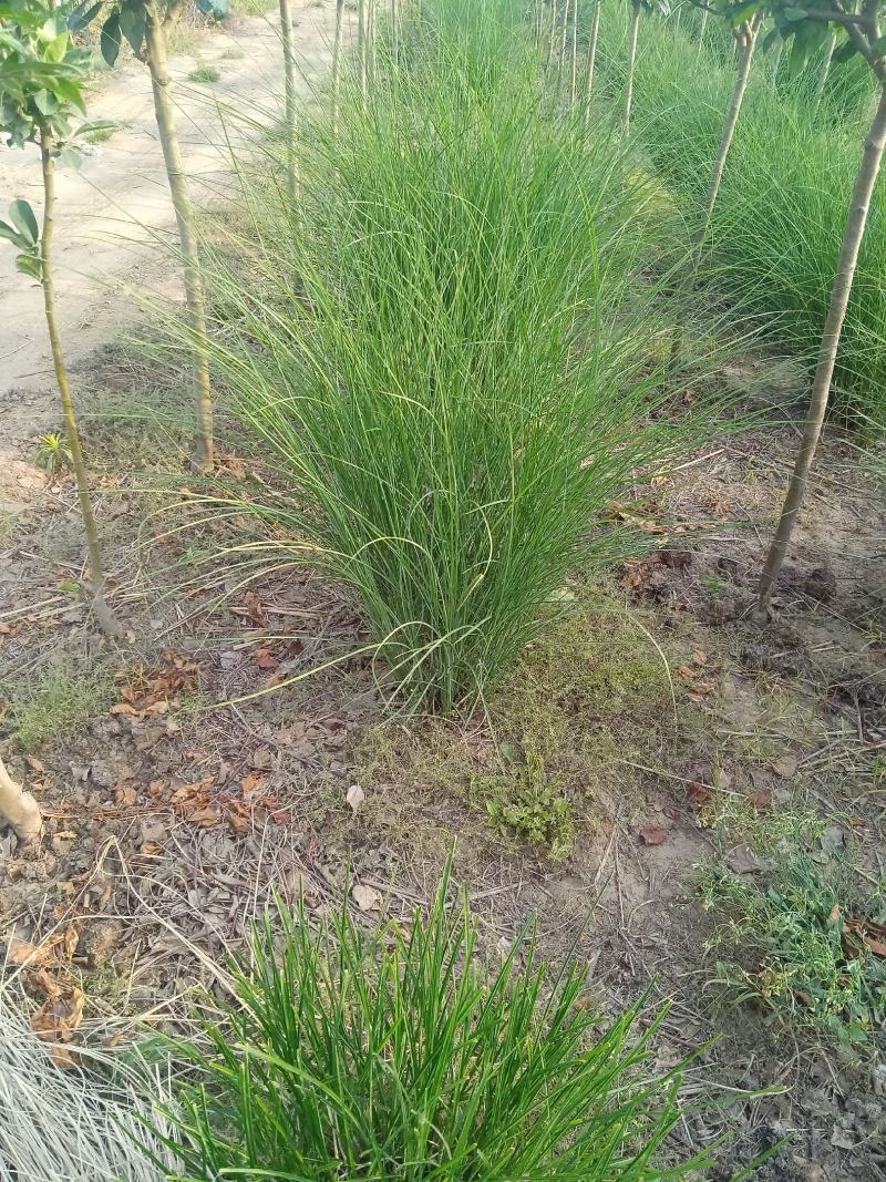 稀缺草种细叶芒