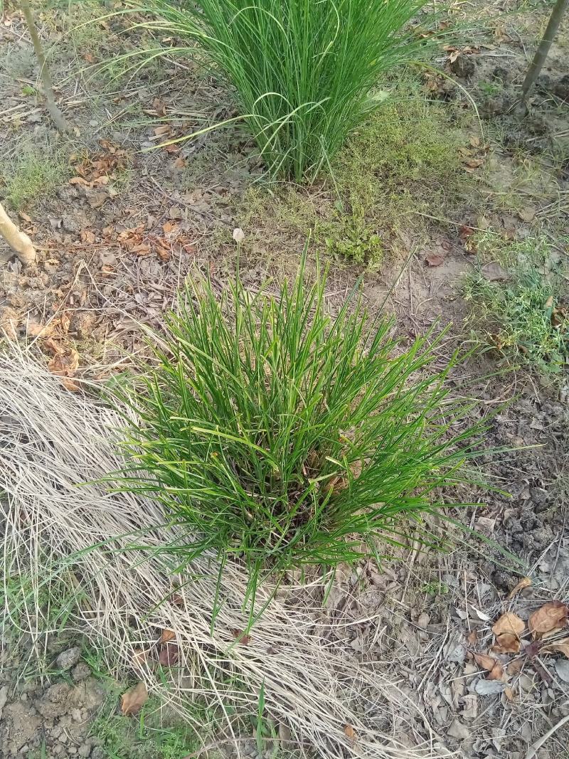 稀缺草种细叶芒