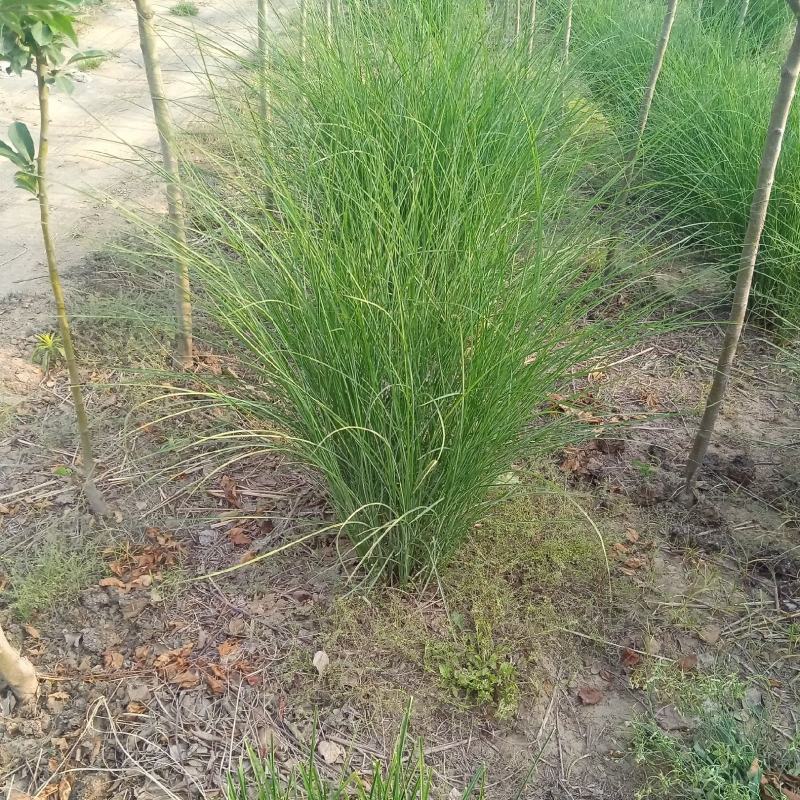 稀缺草种细叶芒