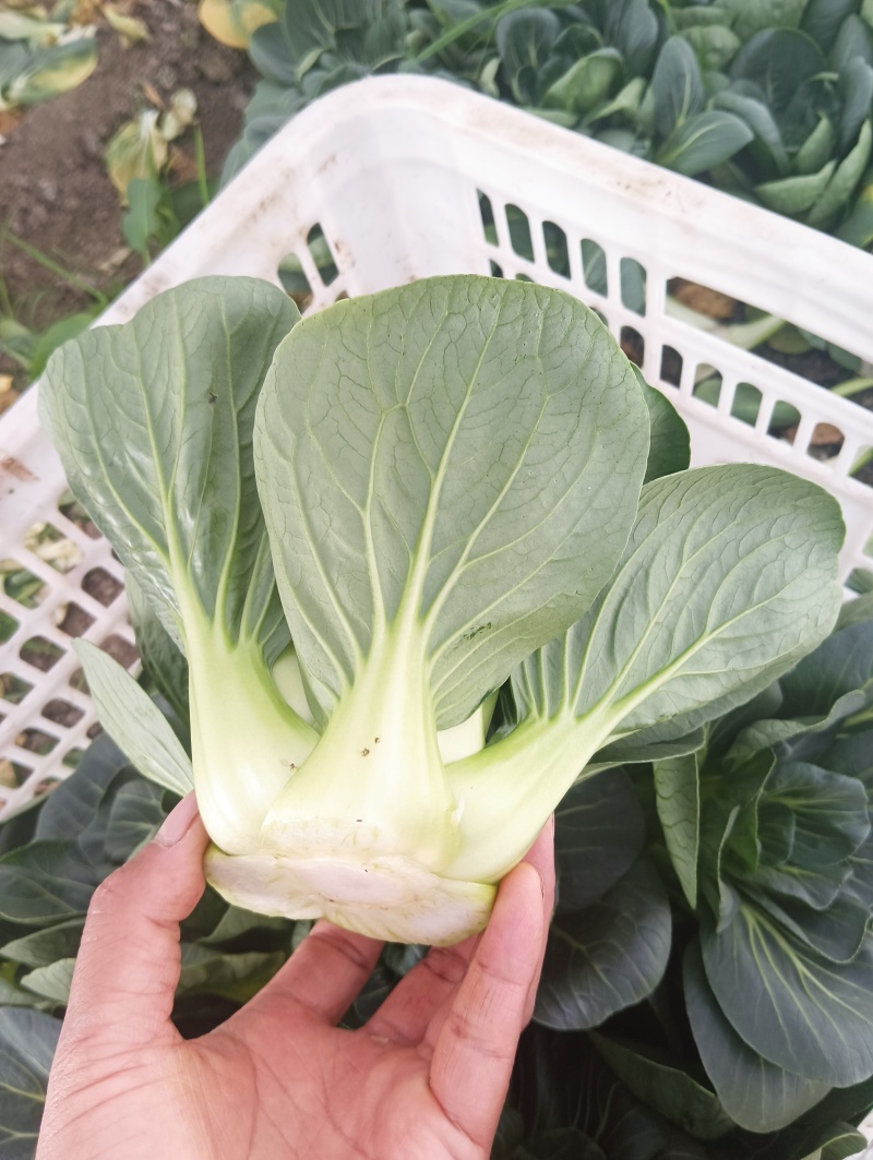 太湖菜