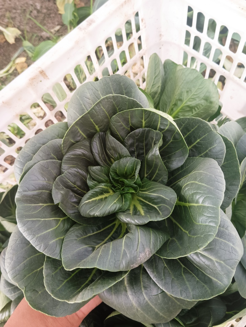 太湖菜