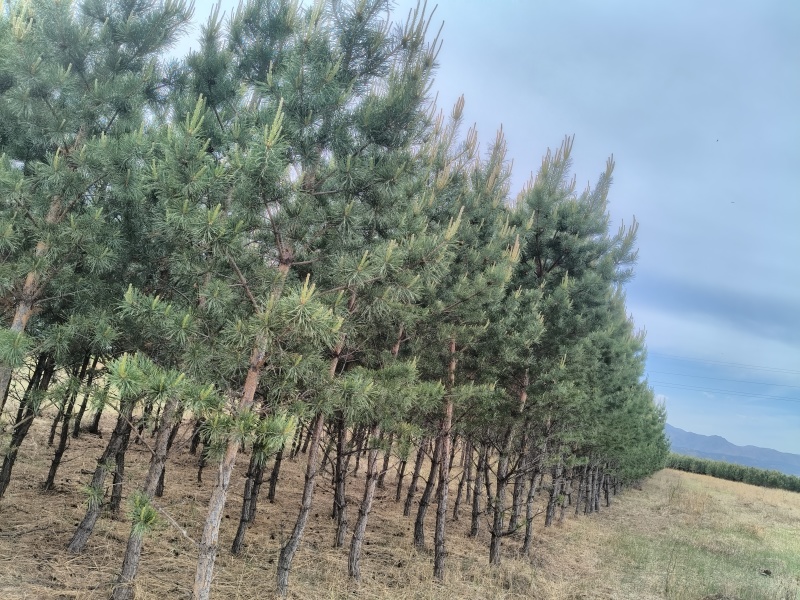 内蒙古樟子松1.6-5米工程绿化耐旱耐寒荒山造林成活率高