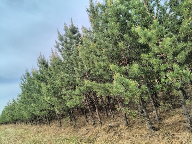 内蒙古樟子松1.6-5米工程绿化耐旱耐寒荒山造林成活率高