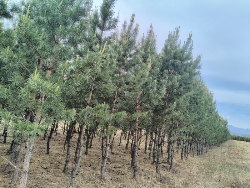 内蒙古樟子松1.6-5米工程绿化耐旱耐寒荒山造林成活率高
