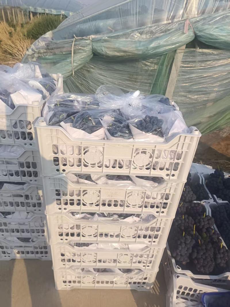 山东单县夏黑葡萄，大量上市中，供应商超，市场档口