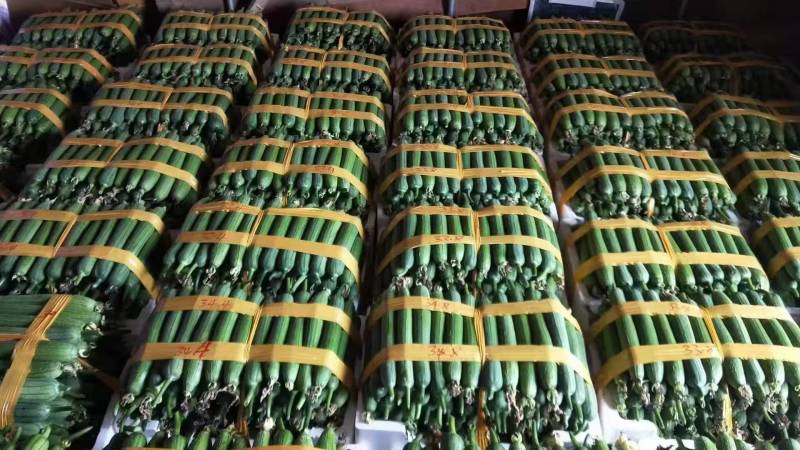 香丝瓜肉丝瓜产地一手货源量大从优欢迎联系品质保