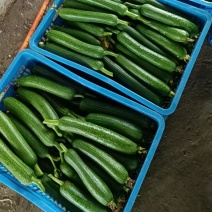 香丝瓜肉丝瓜品质保证价格实惠欢迎联系合作共赢