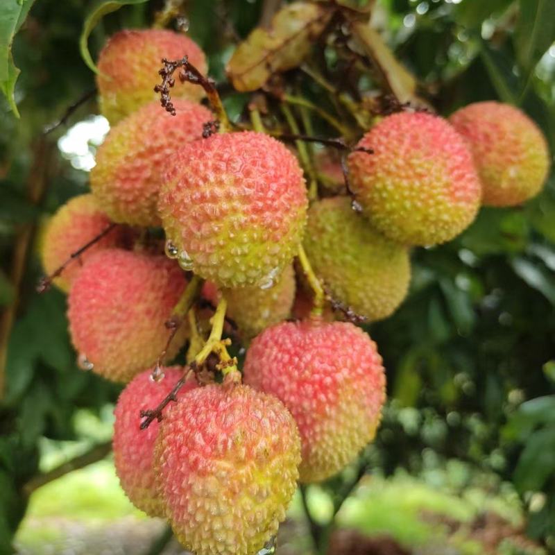 妃子笑荔枝，广东荔枝，规格齐全，量大从优，电联价格可谈