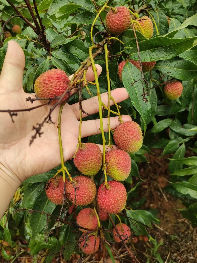 妃子笑荔枝，广东荔枝，规格齐全，量大从优，电联价格可谈