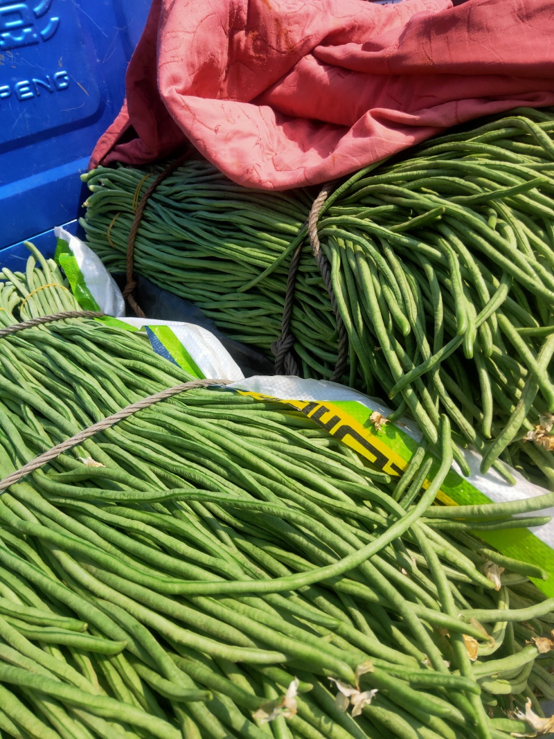 长豆角热卖中