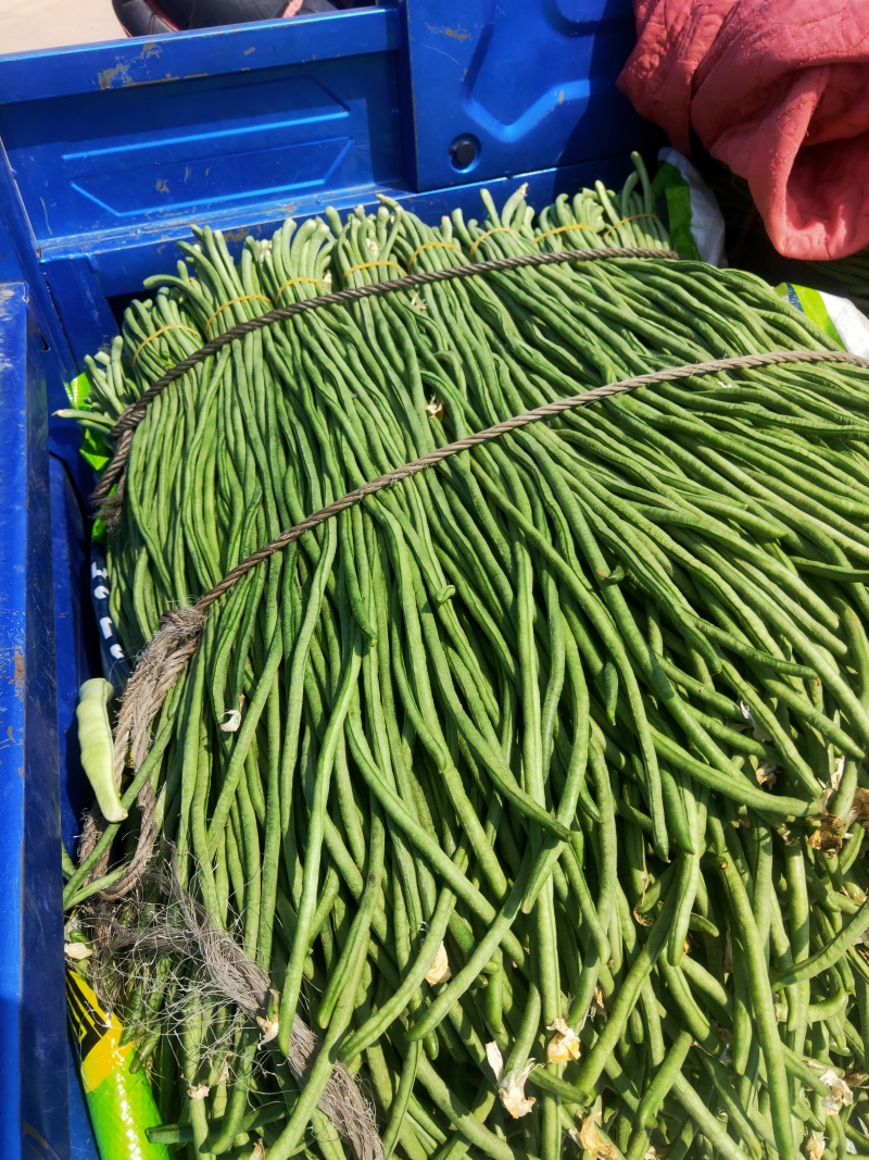 长豆角热卖中
