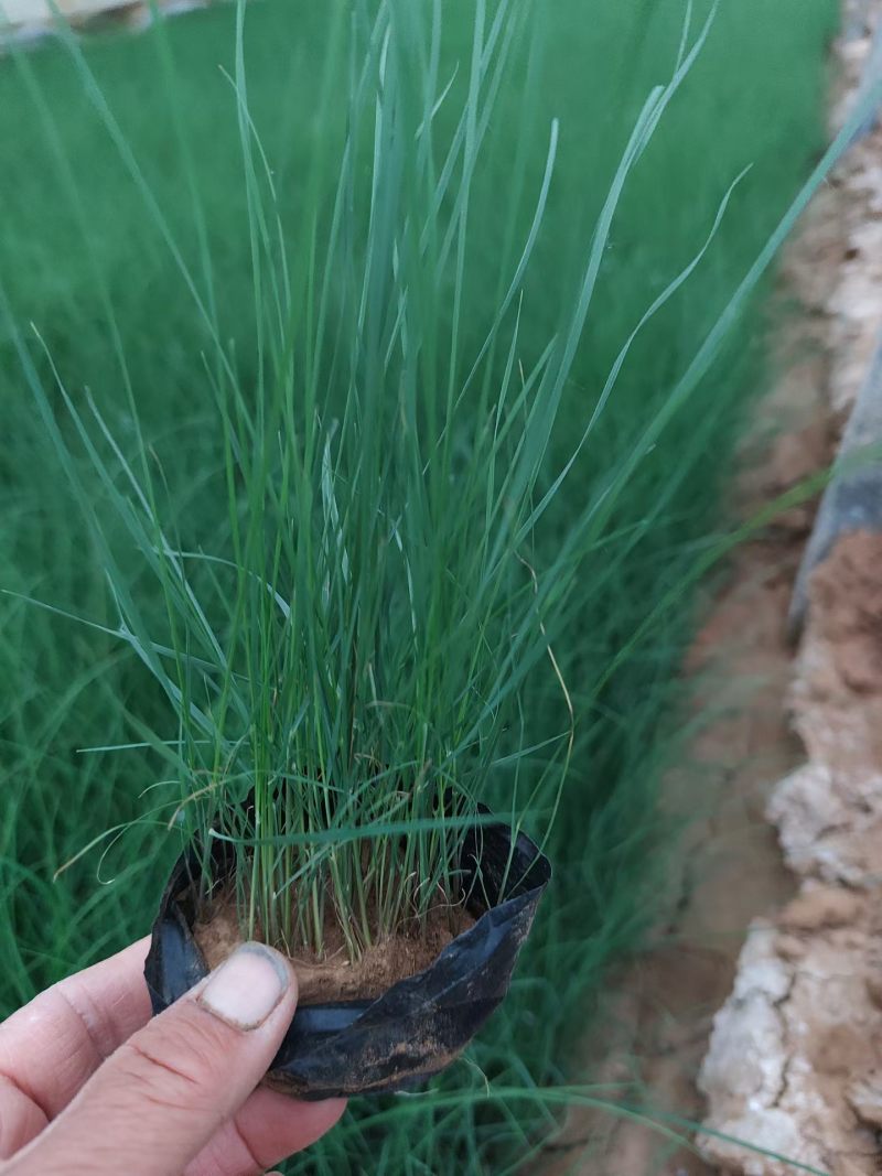 100万多芽粉黛乱子草基地直发，打造花海，质优价廉