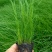 100万多芽粉黛乱子草基地直发，打造花海，质优价廉