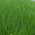 100万多芽粉黛乱子草基地直发，打造花海，质优价廉