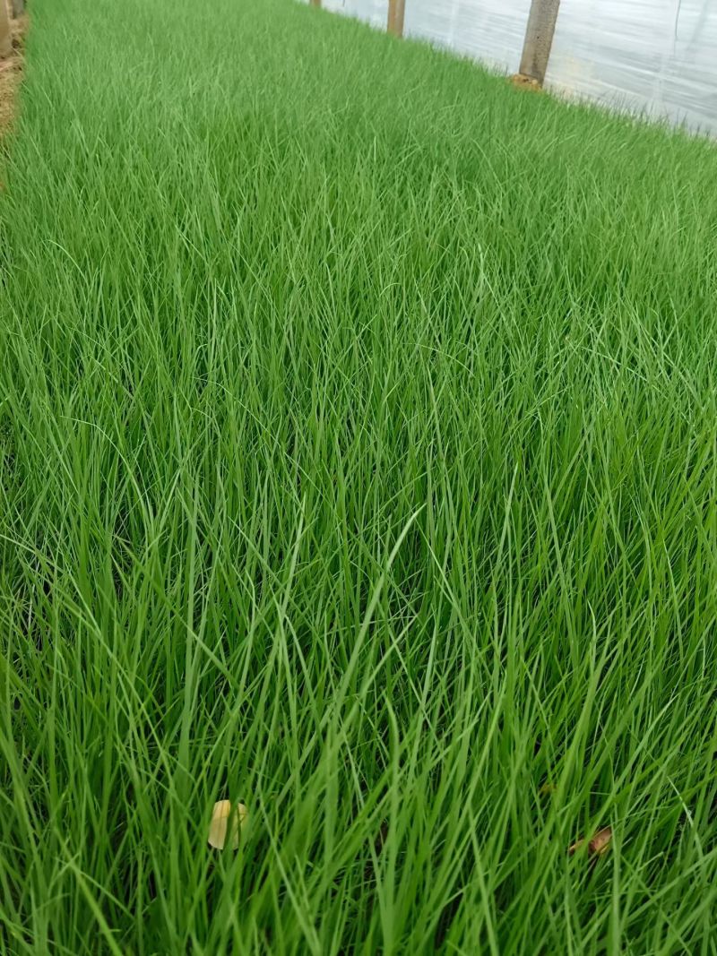 100万多芽粉黛乱子草基地直发，打造花海，质优价廉