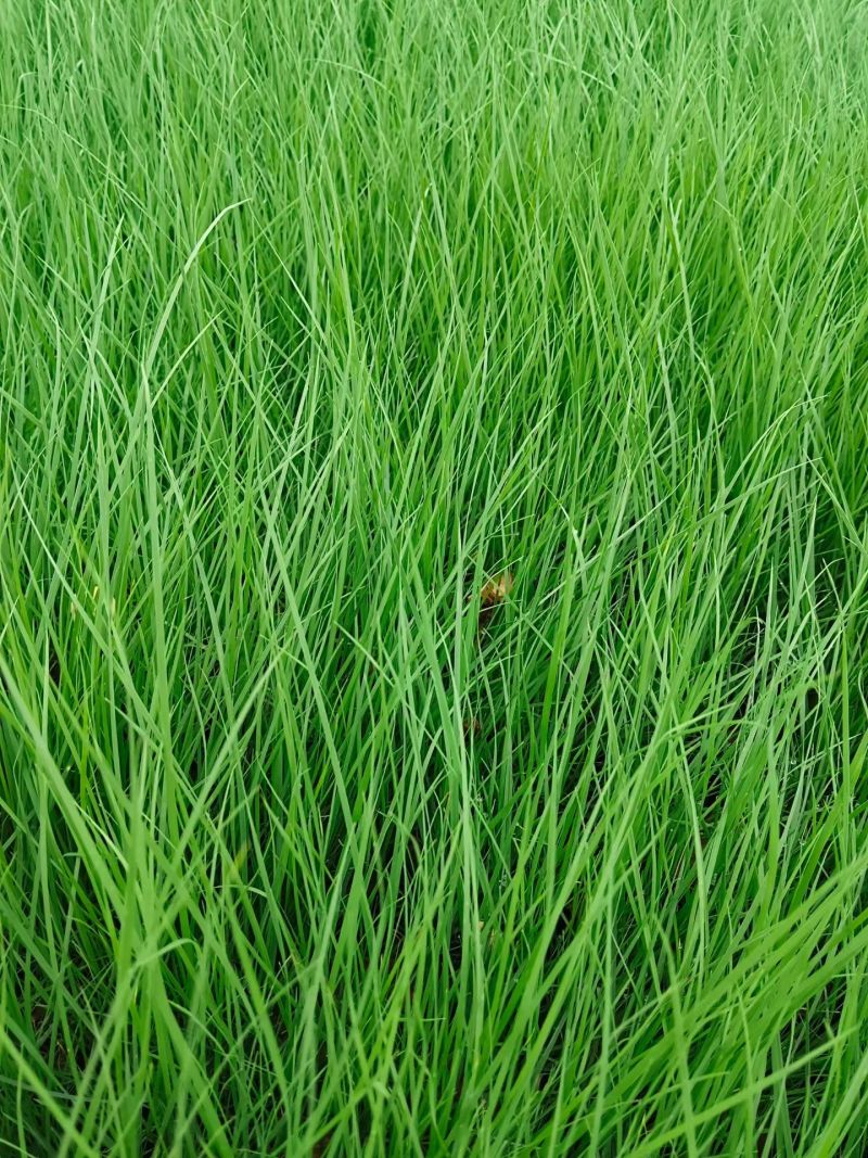 100万多芽粉黛乱子草基地直发，打造花海，质优价廉