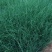 100万多芽粉黛乱子草基地直发，打造花海，质优价廉
